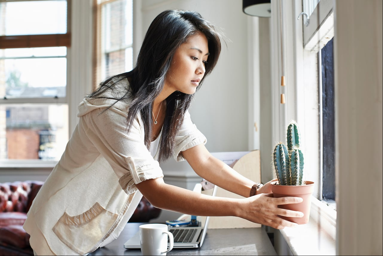 Cultivo de serenidad: Los cactus como aliados del Feng Shui para infundir calma en el espacio vital.