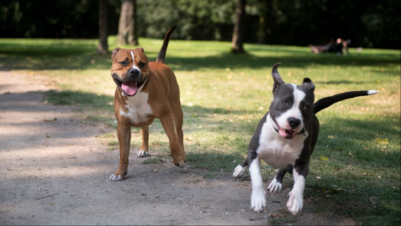 Estas son algunas acciones de los animales cuando están felices.