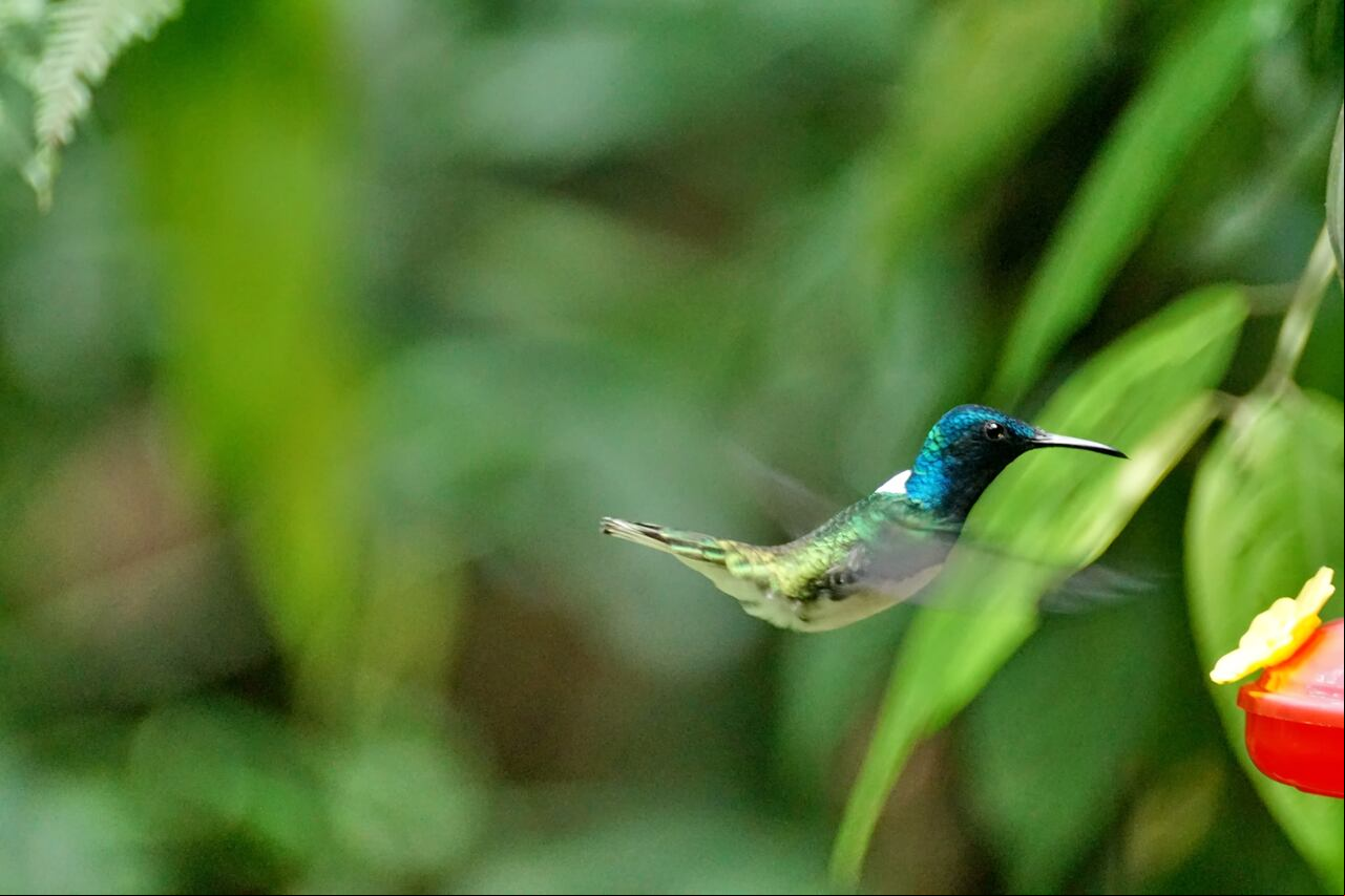 Avistamiento de aves